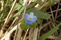 Veronica persica