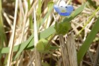 Veronica persica