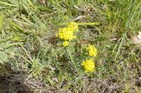 Euphorbia cyparissias