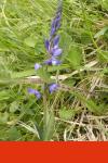 Polygala vulgaris