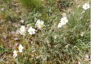 Helianthemum apenninum