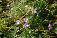 Erodium cicutarium