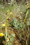 Ophrys aranifera