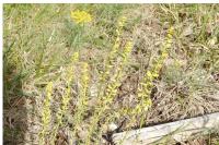 Euphorbia cyparissias