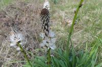 Asphodelus albus