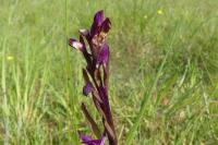 Anacamptis laxiflora