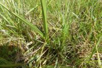 Anacamptis laxiflora