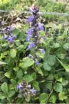 Ajuga reptans