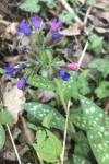 Pulmonaria