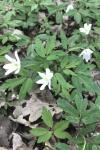 Anemone nemorosa