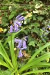 Hyacinthoides non-scripta