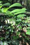 Polygonatum multiflorum