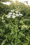 Anthriscus sylvestris