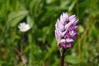 Orchis simia