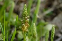Orchis anthropophora
