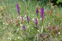Orchis mascula