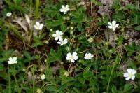 Potentilla montana