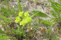 Euphorbia helioscopia