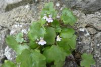 Cymbalaria muralis