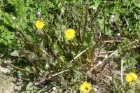 Taraxacum officinale
