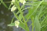 Symphytum officinale