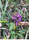 Anacamptis morio
