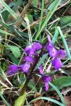 Anacamptis morio
