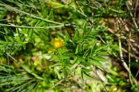 Angelica sylvestris
