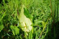 Arum italicum