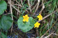 Caltha palustris