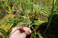 Epilobium tetragonum