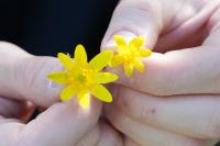 Ficaria verna