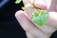 Ficaria verna