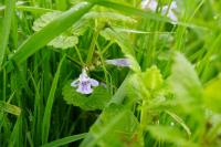 Glechoma hederacea