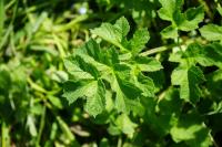 Heracleum sphondylium