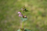 Lamium maculatum