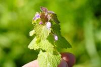 Lamium purpureum