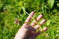 Lamium purpureum