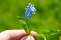 Myosotis sylvatica