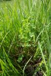 Thalictrum flavum