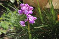 Anacamptis morio