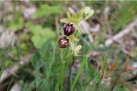 Ophrys aranifera