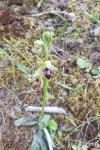 Ophrys aranifera