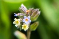 Myosotis discolor