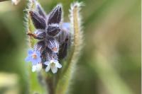 Myosotis dubia