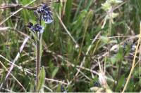 Myosotis dubia
