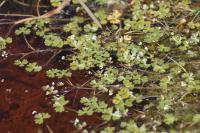 Ranunculus tripartitus