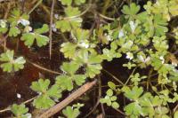 Ranunculus tripartitus