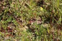 Ranunculus paludosus