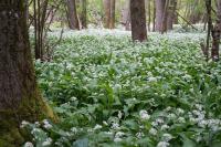 Allium ursinum
